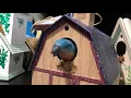 Bonelop s Gemmy Singing Bird Collection
