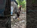 Download Lagu Kokok ayam Bangkok klasik