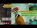 Download Lagu PELATUK BAWANG GACOR ‼️ Masteran Wajib Untuk Burung Murai Batu, Kacer, Cucak Ijo Jawara (Eps 9)