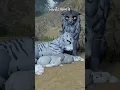 Silver Stream and Gay - I mean Gray Stripe Warrior Cats Ultimate Edition