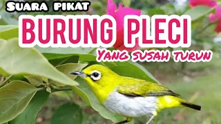 suara pleci kejepit ampuh untuk pikat burung pleci yang susah turun