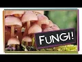 Fungi Why Mushrooms Are Awesome Biology for Kids