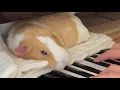 Clair de lune debussy