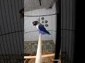 Lovebird biru mangsi ngekek panjang | cocok untuk pancingan