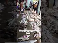 Download Lagu BEGINI CARA LELANG IKAN DI PELELANGAN