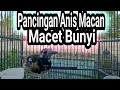 Anis Macam Suara Merdu Pancingan Anis Macan Ngeriwik