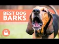 Download Lagu BEST Videos of DOGS BARKING REALLY LOUD 🐶🔊 Very Funny Dog Barking Comp!