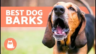 best videos of dogs barking really loud very funny dog barking comp 