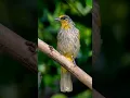 Tiếng Hoành hoạch thơm mồi kêu | Trao trảo mồi | Stripe-Throated BulBul song #hoanhhoachthom #bulbul