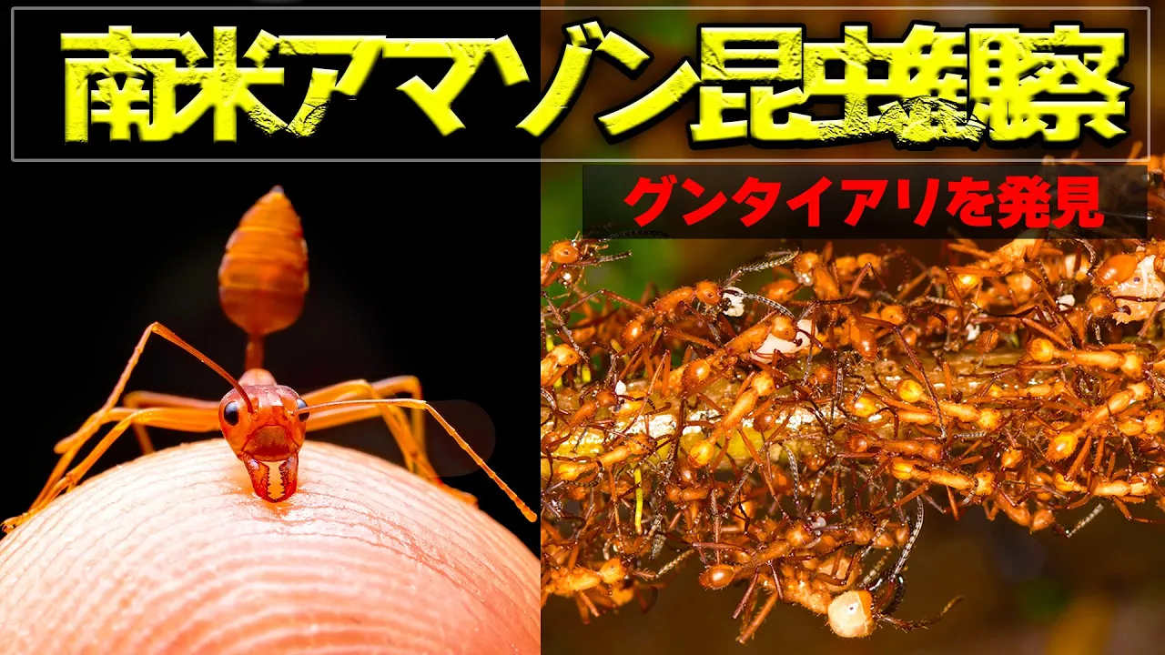 南米最凶の昆虫グンタイアリに寄生する昆虫