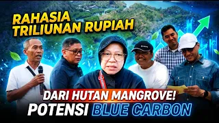 Rahasia Blue Carbon Mengubah Hutan Mangrove Jadi Tambang Uang bagi Masyarakat Lokal