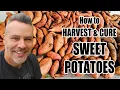 When \u0026 How to Harvest + How to Cure Sweet Potatoes