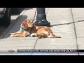 City of Bozeman reminds pet owners Don t leave dogs unattended