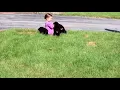 Best of Rottweilers 2k17 - Keystone Puppies