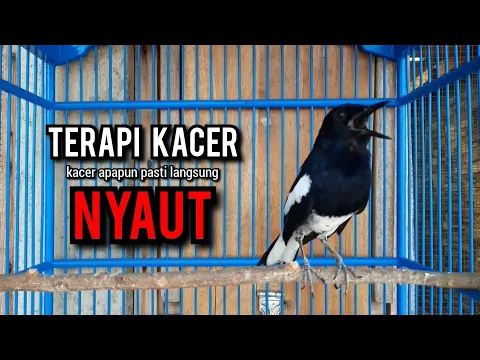 Download MP3 kacer gacor NGEPLONG TARUNG ini paling AMPUH buat PANCINGAN KACER agar EMOSI