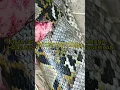 Download Lagu PERTARUNGAN HIDUP ULAR PITON SEBESAR BATANG KELAPA