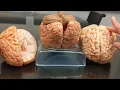 Brain Anatomy Review and Quiz 2