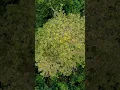 Download Lagu Wah tak di sangka, Pasirsimpur banyak cerita dari pohon ini #hidupdidesa