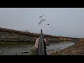 Download Lagu DUCK HUNTING 15-Yard Wide DITCH (Limited Out) HUGE Waves Of Ducks