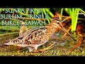 Download Lagu 📌SUARA PIKAT BURUNG TRINIL‼️BURCET SAWAH✔️