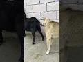 Download Lagu Dog and goat #animals #pigeon #bird #animal #pigeonbird #love #pigeonlove #dog#goat