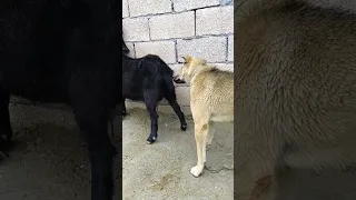 Dog And Goat Animals Pigeon Bird Animal Pigeonbird Love Pigeonlove Dog Goat 