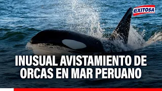 🔴🔵 Pescadores sorprendidos por avistamientos de orcas: Bióloga explica ´presencia de cetáceos
