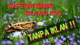 Download Belalang Emas Tembakan Rapet || Masteran Burung Tanpa Iklan MP3