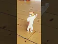 Download Lagu Kamariya Gole Gole dole raja ji very funny 🤣| bhojpuri whatsapp cat video 😸| cat dance 😹|#cat#sorts