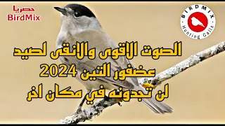 الصوت الاقوى والانقى لصيد عصفور التين بدون منازع   حصريا           صوت مدفوع نقدمه مجانا لكم دندنها