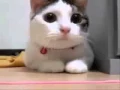 Download Lagu Video Kucing Berdzikir