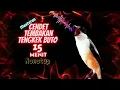 Download Lagu Cendet Tembakan Tengkek Buto 15 Menit Nonstop || Masteran Cendet Paud