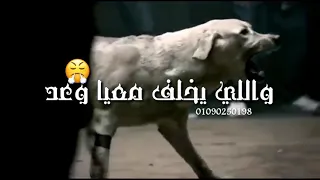كلبي رعد احمد موزة حلقولو لسه مانزلش دندنها