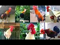 Download Lagu Macam Macam Suara Berkokok Ayam Ketawa