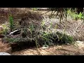 Download Lagu JALAN MENUJU KE KEBUN/ADA GAJAH DI BALIK BATU