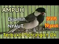 Lagu Gelatik apapun langsung nyaut dengar suara ini