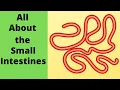 All about the small intestine