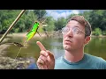 Download Lagu I Tested CRAZY Bug Lures From Walmart!