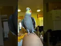 Download Lagu Little parrot singing and dancing #parrot #bird #pet #cockatiel #cute