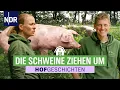 Download Lagu Lisas \u0026 Marcos Schweine sind ganz schön neugierig... | Hofgeschichten: Leben auf'm Land (347) | NDR