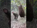 Download Lagu A colony of honey bees with millions of bees landed right on the path 😱🐝 | Tropical Forest Bees