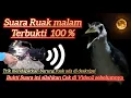 Download Lagu Suara PIKAT RUAK MALAM Terbukti 100%  | waterhen sound | night bird sound | voice chim quock 100
