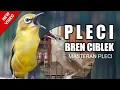 Download Lagu Masteran PLECI BREN CIBLEK panjang
