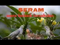 Download Lagu menyeramkan suara burung kedasih bersahutan