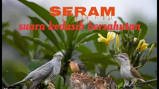 Download menyeramkan suara burung kedasih bersahutan MP3