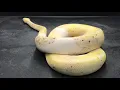 Ball Python Morphs Piebald Combos Part 1