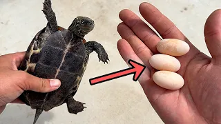 カメが卵を産んだので食べてみる