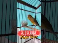 Lagu Kumpulan Video Suara Burung Kicau Merdu Birds Bird Sounds Bird Chirping #Shorts 047