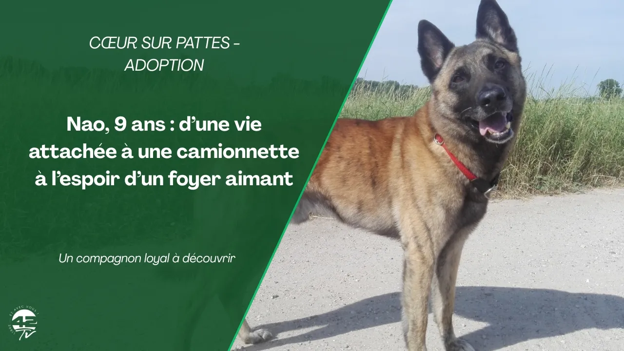 ⁣🐶 Nao, 9 ans : d’une vie attachée à une camionnette à l’espoir d’un foyer aimant