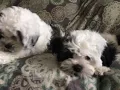 Maltipoo Puppies Sale in Feasterville-Trevose PA